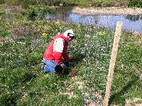 Morsetown Brook Planting Project-Mrs. Bozenmayer